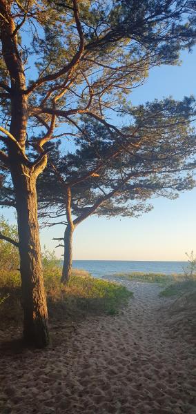 Prie Jūros Papėje, Baltija Palanga